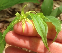Prosartes lanuginosa