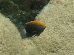 Pomacentrus chrysurus