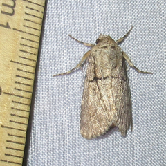 Sympistis induta