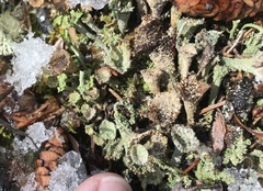 Cladonia albonigra