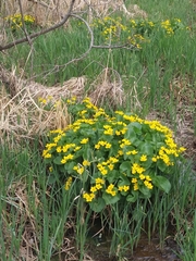Caltha palustris