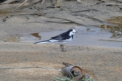 Motacilla alba