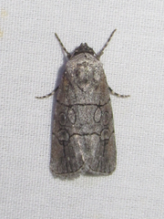 Sympistis sectiloides