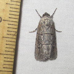 Sympistis sectiloides