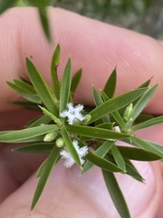 Styphelia leptospermoides