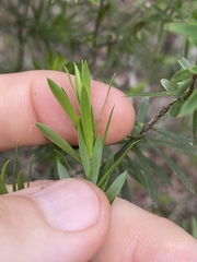 Styphelia leptospermoides