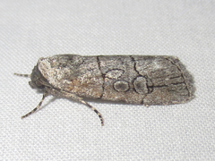 Sympistis sectiloides