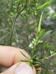 Styphelia leptospermoides