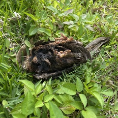 Otus semitorques pryeri