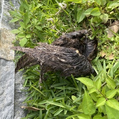 Otus semitorques pryeri