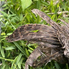 Otus semitorques pryeri