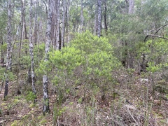 Styphelia leptospermoides