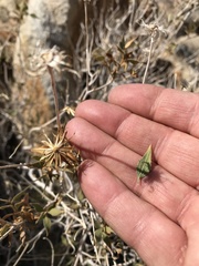 Brickellia atractyloides