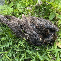 Otus semitorques pryeri