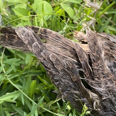 Otus semitorques pryeri