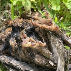 Otus semitorques pryeri