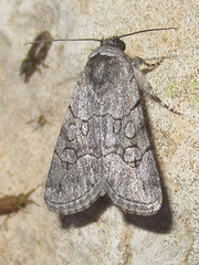 Sympistis sectiloides