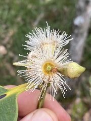 Eucalyptus pellita