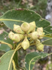 Eucalyptus pellita