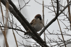 Passer montanus