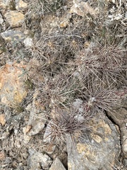 Grusonia grahamii