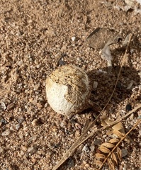 Chlorophyllum arizonicum