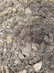 Grusonia grahamii