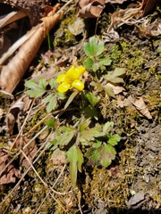 Ranunculus hispidus hispidus