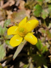Ranunculus hispidus hispidus