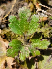 Ranunculus hispidus hispidus