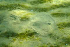 Trygonoptera imitata