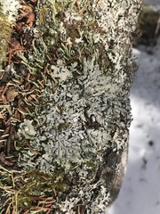 Hypogymnia metaphysodes