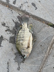 Oreochromis niloticus