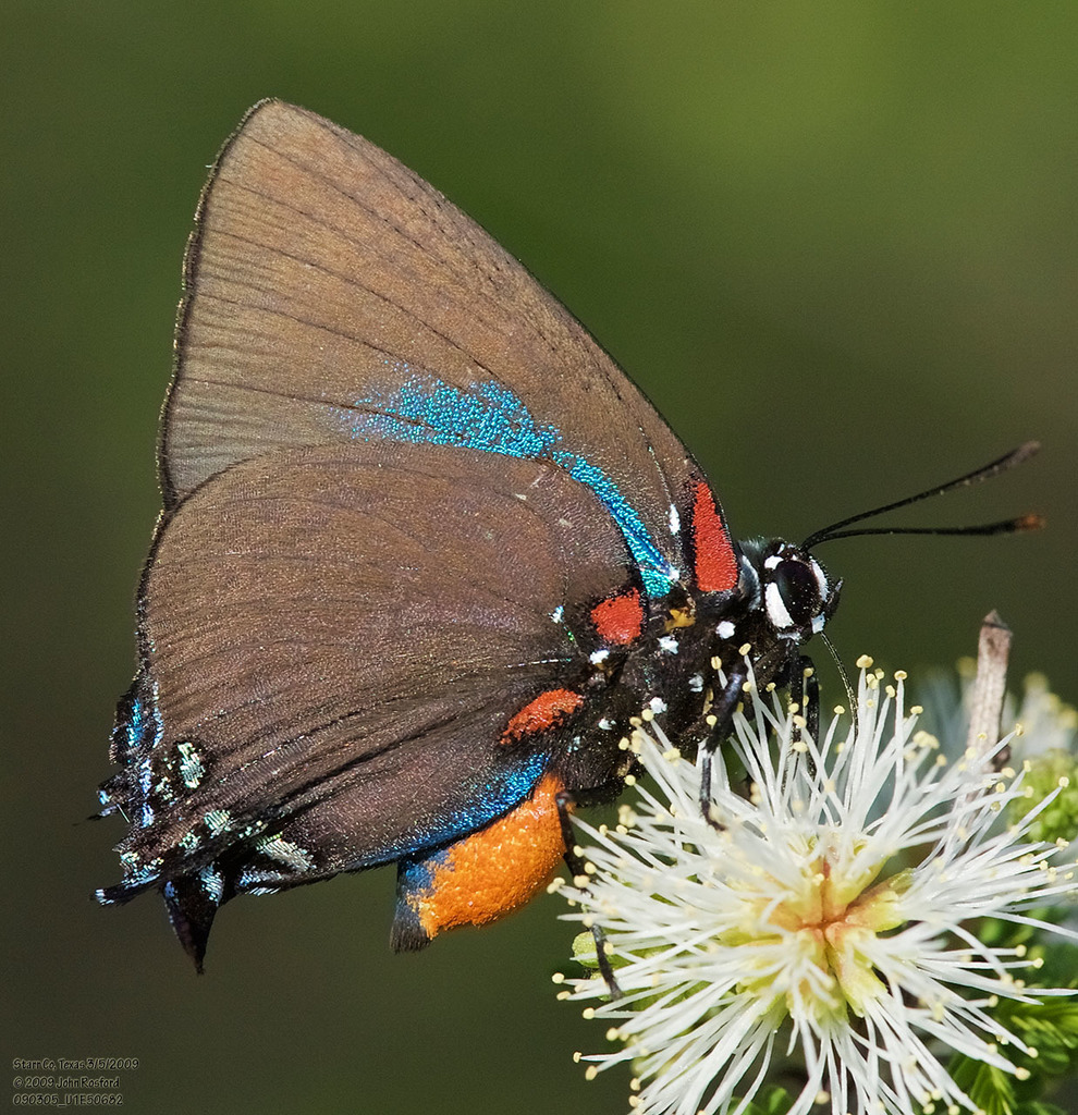 Great Purple Hairstreak