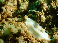 Aseraggodes albidus