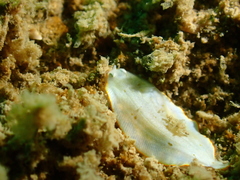 Aseraggodes albidus
