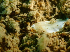 Aseraggodes albidus