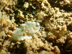Aseraggodes albidus