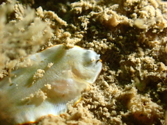 Aseraggodes albidus