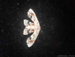 Holocryptis phasianura