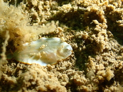 Aseraggodes albidus