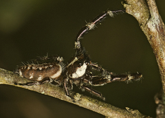 Sandalodes bipenicillatus