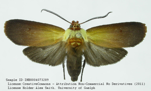 Halysidota semibrunnea