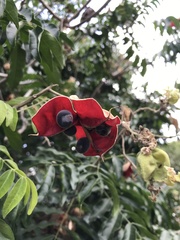 Majidea zanguebarica