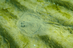 Trygonoptera imitata