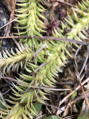Lycopodiella appressa image