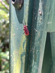 Purpuricenus spectabilis