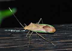 Homoeocerus borneensis