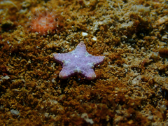 Anthenea pentagonula