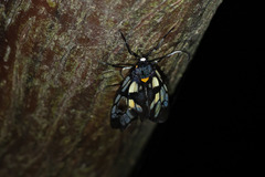 Trypanophora semihyalina